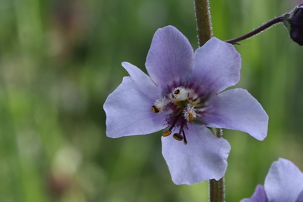 divozel tmavočervený Verbascum phoeniceum L.