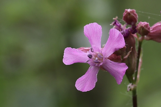 smolnička obyčajná Viscaria vulgaris