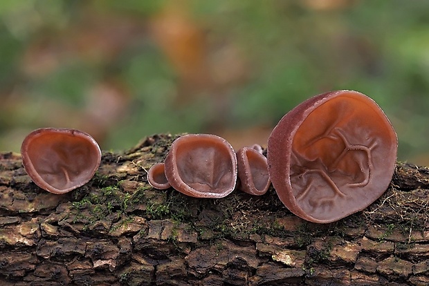 uchovec bazový Auricularia auricula-judae (Bull.) Quél.