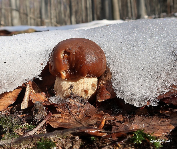 hríb smrekový Boletus edulis Bull.