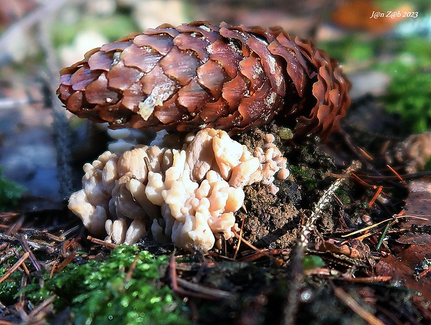 konárovka popolavá Clavulina cinerea (Bull.) J. Schröt.