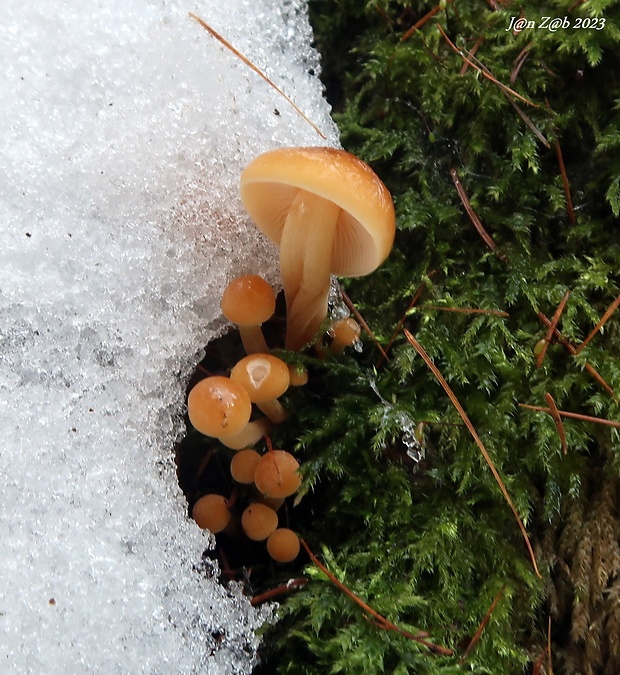 plamienka Flammulina sp.