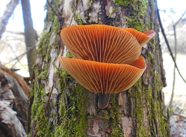 plamienka Flammulina sp.