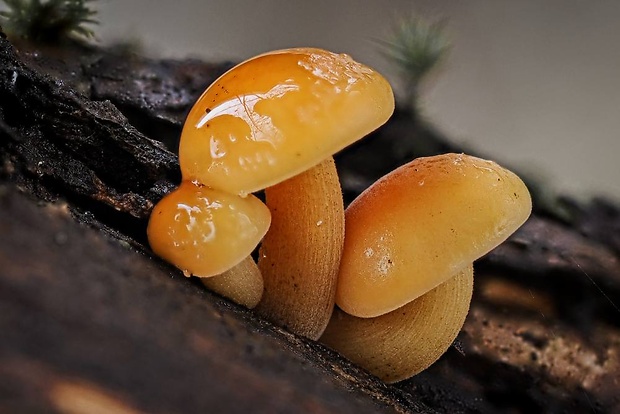 plamienka Flammulina sp.