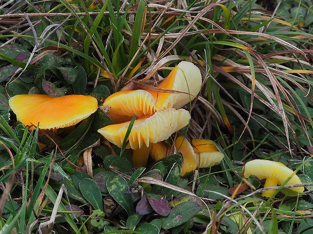 lúčnica citrónovožltá Hygrocybe chlorophana (Fr.) Wünsche