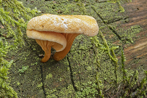 líška hrdzavá Hygrophoropsis cf. rufa  (D.A. Reid) Knudsen