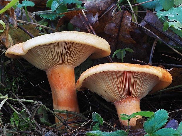 rýdzik jedľový Lactarius salmonicolor R. Heim & Leclair