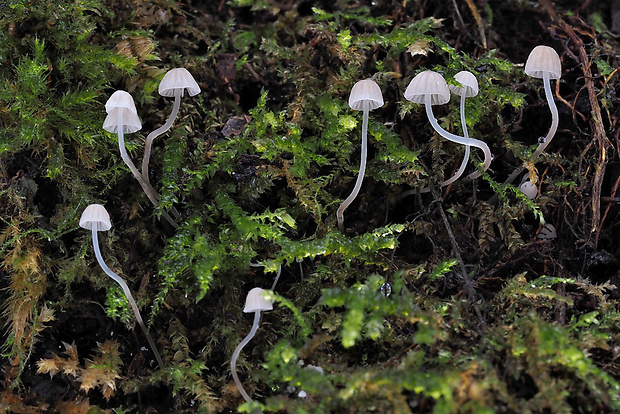 prilbička Mycena sp.