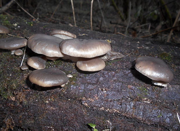 hliva ustricovitá Pleurotus ostreatus (Jacq.) P. Kumm.