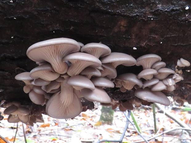 hliva ustricovitá Pleurotus ostreatus (Jacq.) P. Kumm.