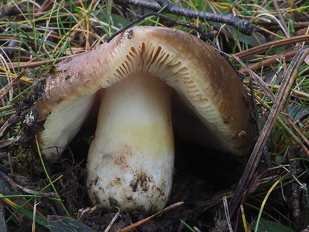 plávka Russula sp.