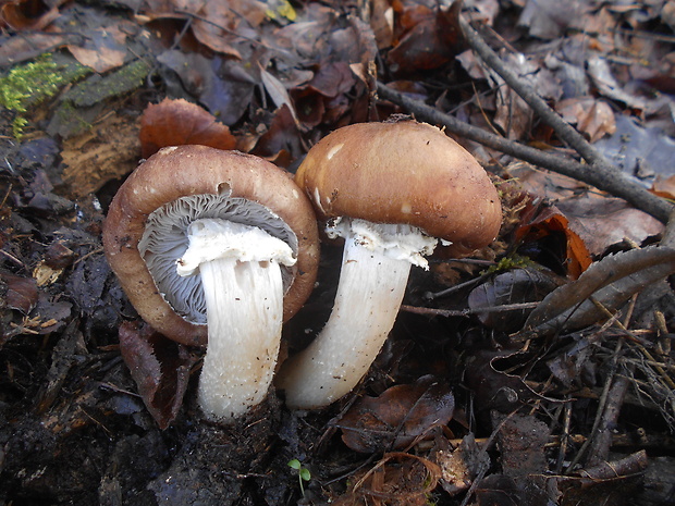 golierovka slamomilná Stropharia rugosoannulata Farl. ex Murrill