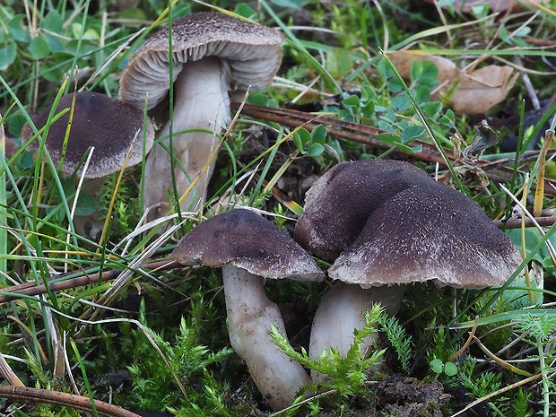 čírovka zemná Tricholoma terreum (Schaeff.) P. Kumm.