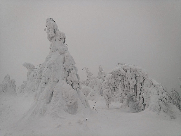 na vrchole Minčola 1364 m.n.m....stromy sa klaňali...