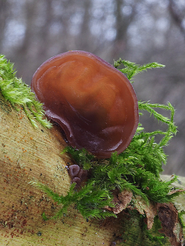 uchovec bazový Auricularia auricula-judae (Bull.) Quél.