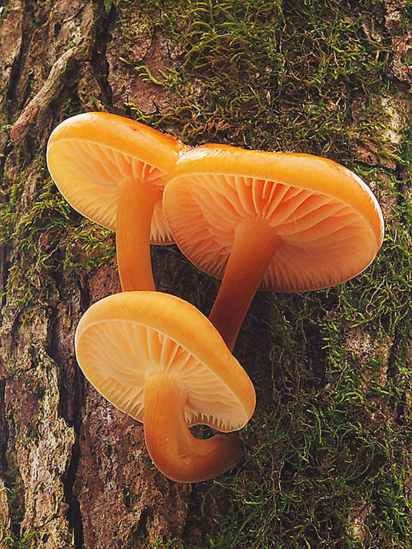 plamienka Flammulina sp.