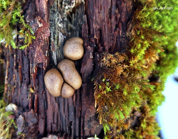 vlčinka Lycogala sp.