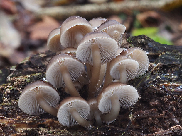 prilbička hnedosivá Mycena tintinnabulum (Paulet) Quél.