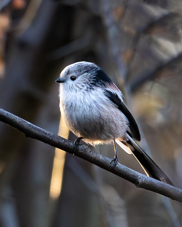 mlynárka dlhochvostá  Aegithalos caudatus