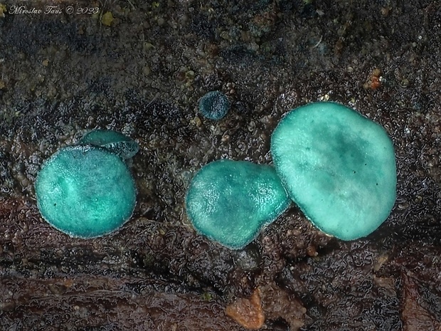 zelenica Chlorociboria sp.