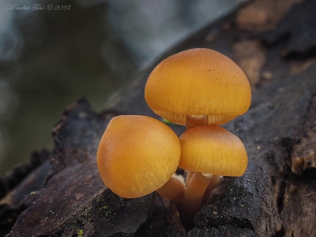 kapucňovka okrovohnedastá Galerina marginata (Batsch) Kühner