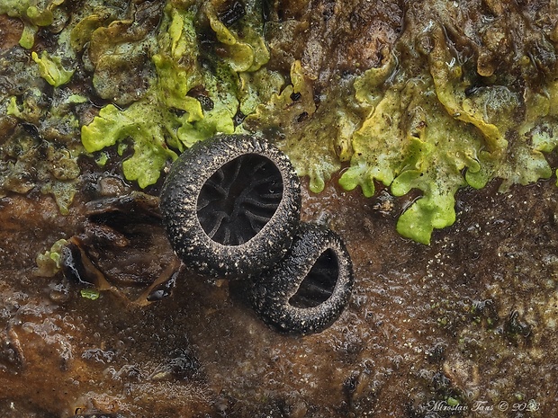 lastúrnik Hohenbuehelia unguicularis (Fr.) O.K. Mill.