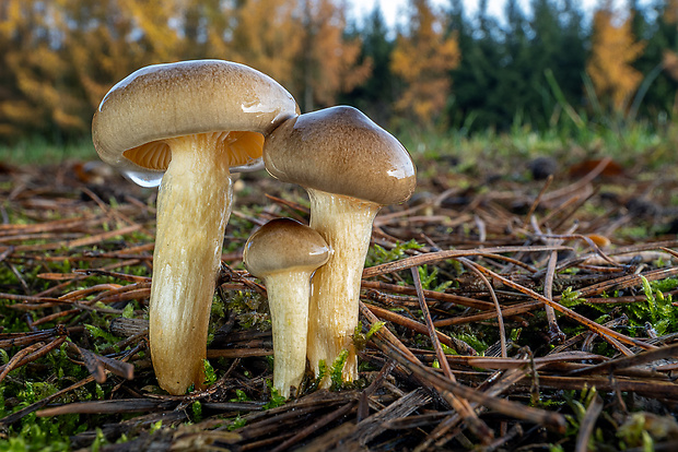 šťavnačka mrazová Hygrophorus hypothejus (Fr.) Fr.