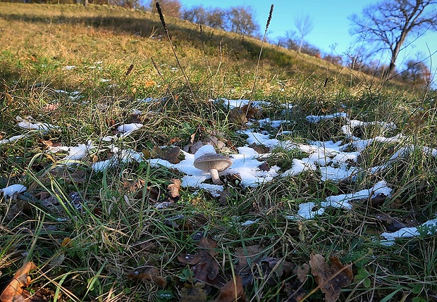 pôvabnica dvojfarebná - biotop Lepista personata (Fr.) Cooke