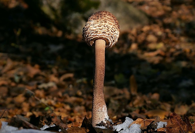 bedľa vysoká Macrolepiota procera (Scop.) Singer