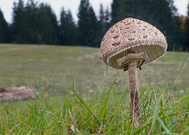 bedľa vysoká Macrolepiota procera (Scop.) Singer