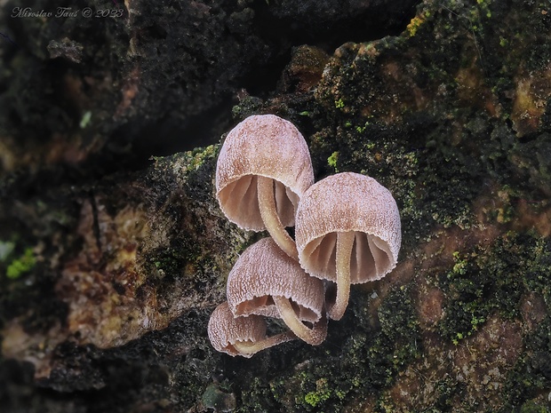 prilbička pomúčená Mycena meliigena (Berk. & Cooke) Sacc.