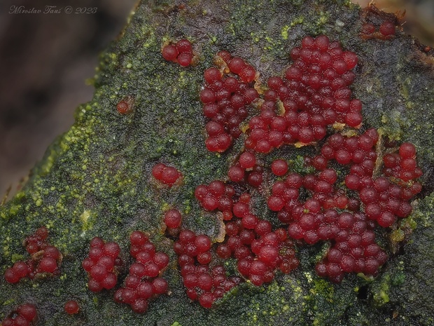 hlivka Nectria sp.