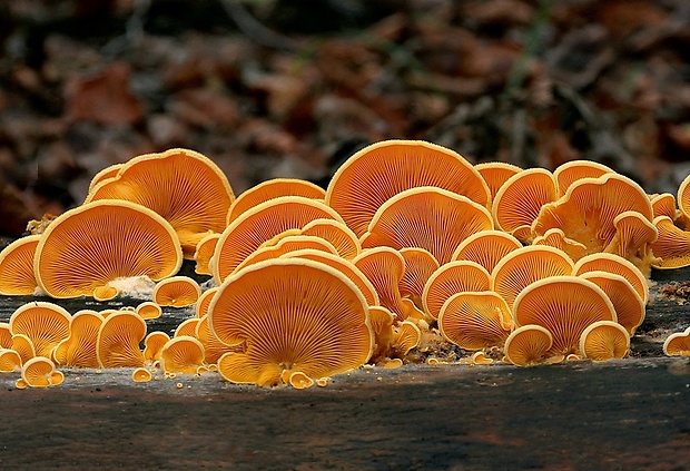 hlivník hniezdovitý Phyllotopsis nidulans (Pers.) Singer