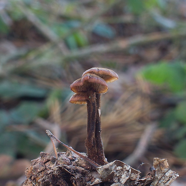 lopatovka obyčajná Ramariopsis sp.