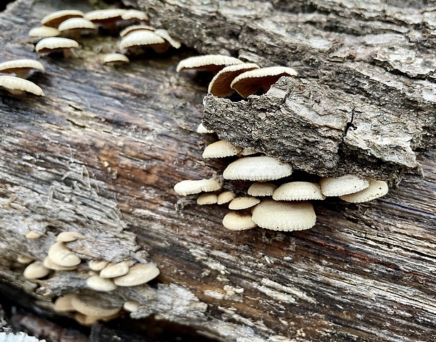 klanolupeňovka obyčajná ? Schizophyllum commune Fr.