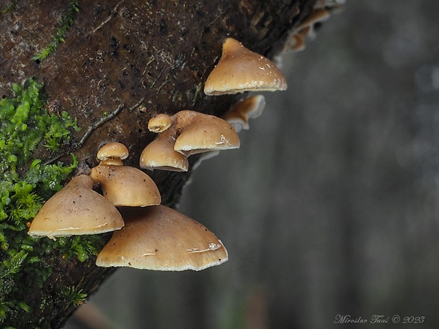 pňovka Tectella patellaris (Fr.) Murrill