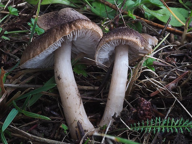 čírovka zemná Tricholoma terreum (Schaeff.) P. Kumm.