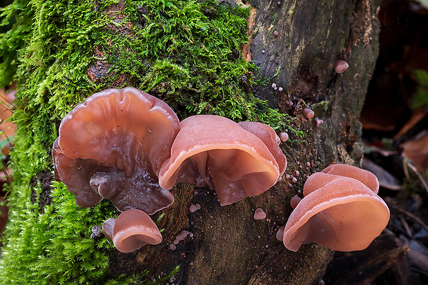 uchovec bazový Auricularia auricula-judae (Bull.) Quél.