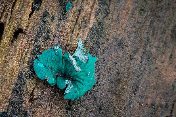 zelenica Chlorociboria sp.