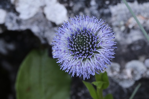 guľôčka bodkovaná Globularia punctata Lapeyr.