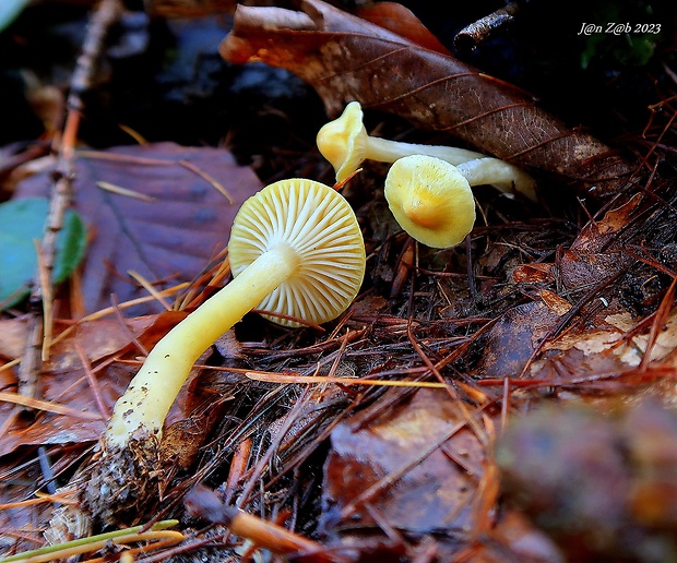 šťavnačka smrekovcová Hygrophorus lucorum Kalchbr.