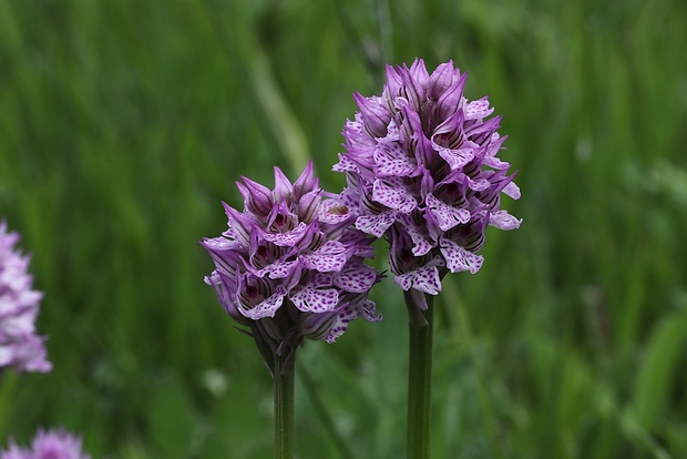 neotinea trojzubá Neotinea tridentata (Scop.) R. M. Bateman, Pridceon et M. W. Chase