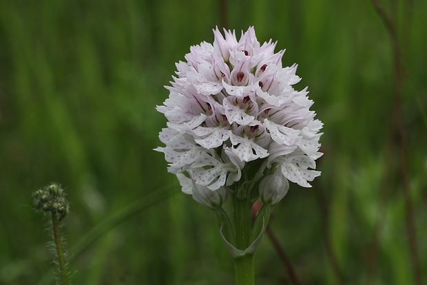 neotinea trojzubá Neotinea tridentata (Scop.) R. M. Bateman, Pridceon et M. W. Chase