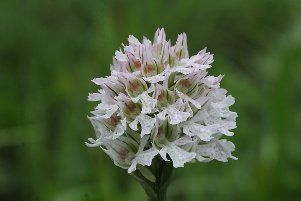 neotinea trojzubá Neotinea tridentata (Scop.) R. M. Bateman, Pridceon et M. W. Chase