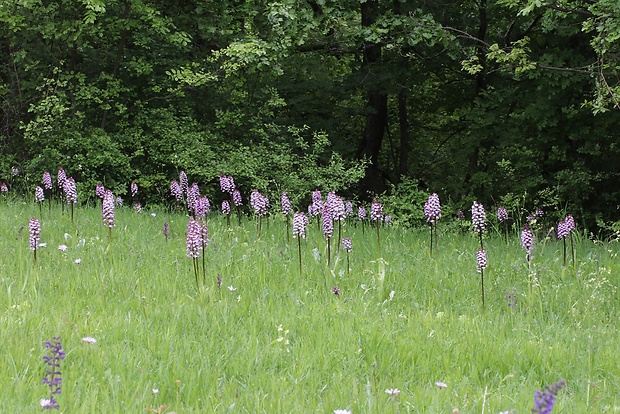 vstavač purpurový Orchis purpurea Huds.