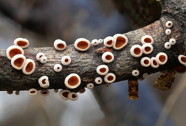 škľabka plstnatá Schizophyllum amplum (Lév.) Nakasone