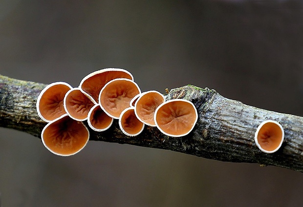 škľabka plstnatá Schizophyllum amplum (Lév.) Nakasone