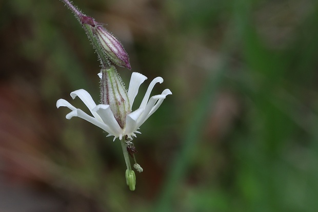 silenka ovisnutá Silene nutans L.