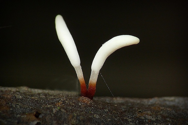 piestovka červenohlúbiková Typhula erythropus (Pers.) Fr.