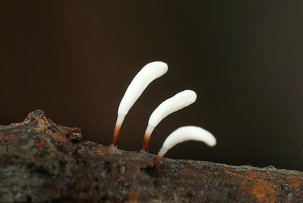 piestovka červenohlúbiková Typhula erythropus (Pers.) Fr.